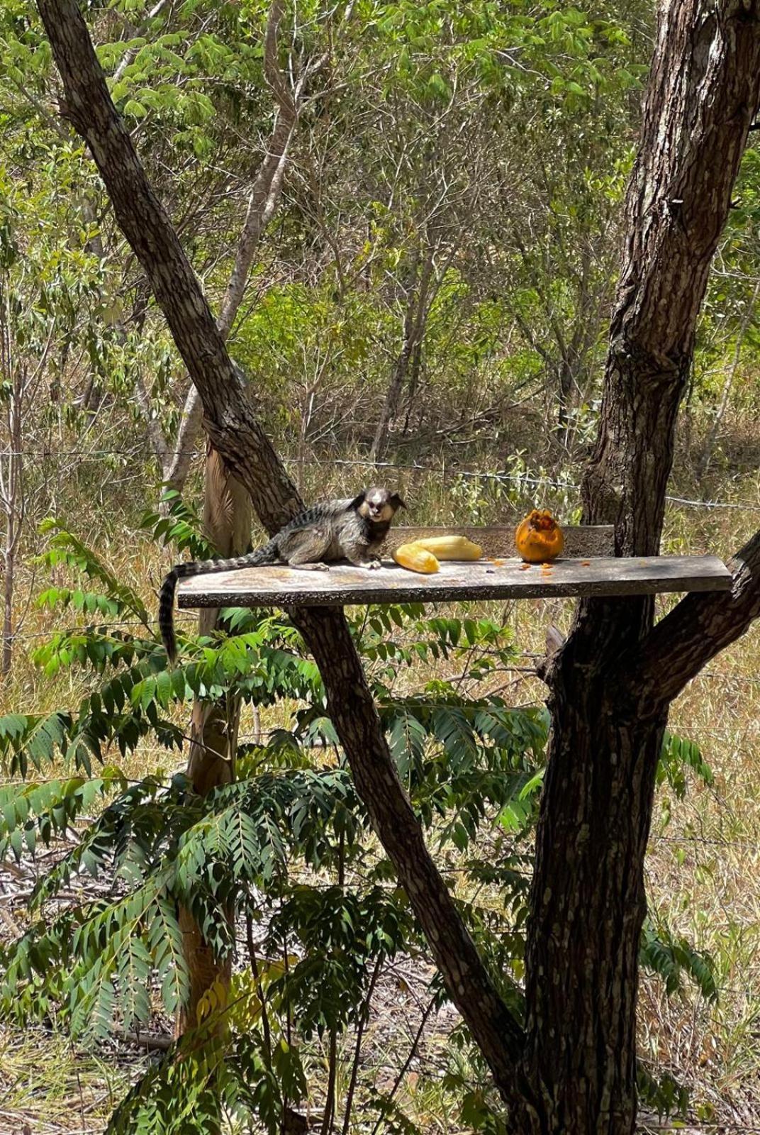 Reserva Do Bosque Hospedaria E Natureza Ibicoara Ngoại thất bức ảnh